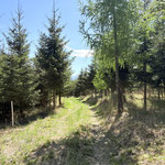 Durch den wunderschönen Wald geht es weiter - in entgegengesetzter Richtung, als die aus der wir gekommen