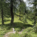 So wanderten wir also zunächst durch den zauberhaften Bergwald zurück zur Augstwiesenalm