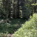 Wir hielten uns links und wanderten talwärts durch den Wald