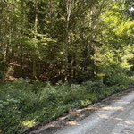 ... bis ein Steig nach links in den Wald führt