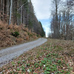 Wenige Minuten später kamen wir wieder auf die Forststraße, welcher wir nun ein Stück weit nach rechts folgten