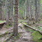 Und so stiegen wir weiter durch den Wald auf