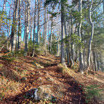 So ging es durch den lichten Laubwald weiter Richtung Gipfel