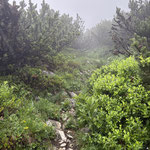 Eine Vermutung, die sich im weiteren Wegverlauf immer mehr bestätigte, als wir direkt in den Nebel hinein wanderten