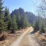 ... bis rechterhand eine Forststraße abzweigt und entlang der Ameisstein Nordseite durch den lichten Wald führt