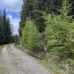 ... nur um sogleich wieder in den Wald abzuzweigen