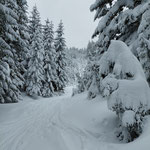 Wie wunderschön der Wald eingeschneit war!
