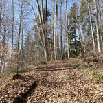 Vor einem versperrten Tor nahm die Forststraßenwanderung vorerst ein Ende und wir legten die nächsten Höhenmeter über einen steiler werdenden Waldpfad zurück