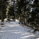 ... und zweigten nach links in den Wald ab