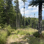 Dieser erfolgte über die Weideflächen und Wälder entlang unserer Aufstiegsroute