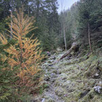 Dem Verlauf des Waldpfades folgten wir inmitten üppig-grünen Moosbewuchses und herbstlicher Verfärbung aufwärts