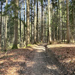 Nachdem wir gut 10 Minuten auf der Forststraße unterwegs gewesen waren, leitete uns die Beschilderung auf einen Karrenweg, der den Forststaßenverlauf etwas abkürzt
