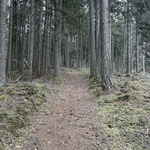 Aufwärts durch den Wald