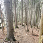 Einige Minuten ging es noch durch den Wald abwärts, bis...