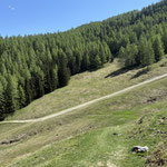 Erst knapp oberhalb der Sausteigalm läuft dieser Weg wieder mit unserer Aufstiegsroute zusammen - ab der Alm stiegen wir über Forststraße und Alten Almenweg wieder ab nach Tiefbrunnau