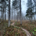 Weiter über einen schmalen Waldweg beginnt der Anstieg nun steiler zu werden,...
