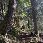 ... bevor wir durch den Wald in nordöstliche Richtung wanderten
