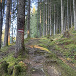 Nun ging es ein Stück weit durch einen fast märchenhaften Wald