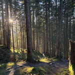 Durch den üppig-grünen Wald stiegen wir weiter ab Richtung Gosau