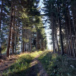 Wenige Minuten später begann sich der Wald zu lichten und gab den kleinen Gipfel frei