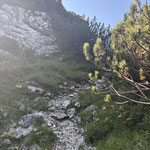 Felsig und inmitten eines schier endlosen Latschenwaldes legten wir die letzten Höhenmeter in etwa einer halben Stunde zurück, die uns noch vom Gipfel trennten