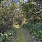 In Form eines gemütlichen Waldweges wanderten wir weiter durch die Gschwandter Au