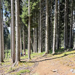 Ein letzter Abstieg durch den Wald, nachdem wir die Langpoltenalm hinter uns gelassen hatten...