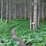 Hier verließen wir nun die Forststraße und folgten weiter dem Waldweg