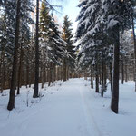 Nun geht es ein ganzes Stück im Wald weiter - der Weg ist allerdings nicht zu verfehlen