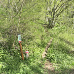 In dieser Kehre zweigte unser Steig wieder in den Wald ab