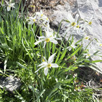 Der Grabnerstein wird als der schönste Blumenberg der Steiermark bezeichnet - und das nicht ohne Grund, blühende Narzissen am Wegrand machen dem Namen alle Ehre