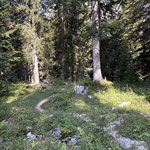 ... und kürzten einige Kehren über Waldpfade ab