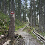 Nachdem wir den Moorboden hinter uns gelassen hatten, ging es weiter durch den Wald