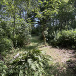 Ein schöner Waldweg, geschmückt durch Gebetsfahnen führt durch den sogenannten "Bodhi-Wald" - hier lässt sich nachvollziehen, wie sehr man an diesem Ort zur Ruhe kommen kann