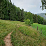 Nachdem wir die asphaltierte Straße verlassen hatten, querten wir diese Wiese und stiegen in den dahinter liegenden Wald ein