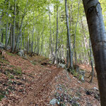 Hier begann der Wald sehr idyllisch zu werden