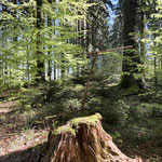 Und schon war der zweite Gipfel erreicht, der Geierkogel, der mit einem kleinen Holzkreuz geschmückt ist
