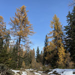 Der letzte Teil des Weges verläuft durch einen zauberhaften lichtdurchströmten Wald