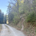 ... und eine Forststraßenquerung von der Hofalm