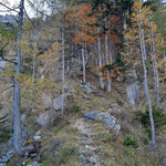 Kurz noch durch den Wald,...