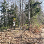 Bei dieser markierten Abzweigung verließen wir die Forststraße und folgten einem schönen (und zunächst gemütlichen) Waldweg