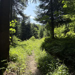 Ein schöner Waldweg führte uns moderat ansteigend aufwärts