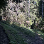 Bei dieser Gabelung ist die Forststraße nur zu queren und es geht über den Waldweg weiter bergab