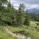 Den übrigen Abstieg legten wir abwechselnd durch den Wald und über Lichtungen zurück