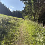 Über die Weidefläche ging es nun entlang des Waldrandes weiter 