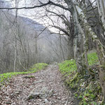 ... und über den, von Bärlauch gesäumten Waldweg