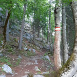 Der felsige Untergrund wechselt sich nun stellenweise mit Waldboden ab