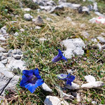 Die Blumen am Wegrand verdienen ebensolche Beachtung, wie die traumhafte Kulisse