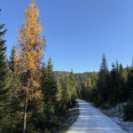 ... und wanderten weiter auf der Forststraße, bis...
