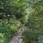 So ging es weiter durch den Wald,...